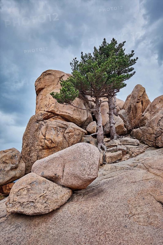 Rock with pine trees in cloudy weather. Seoraksan National Park, South Korea