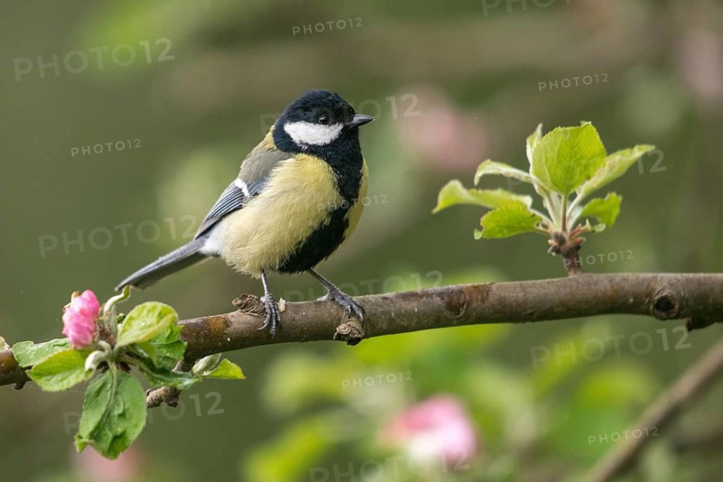 Great tit, great tit, fruit tree blossom, parus major, birds, spring, garden birds, tits, passeri, songbirds, song birds, spring, tits, birds