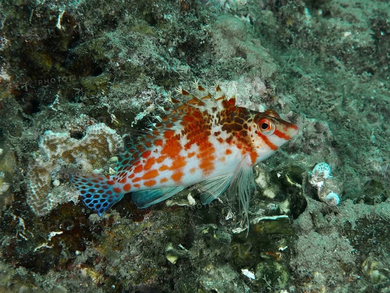 A spotted tufted wrasse, Dwarf Hawkfish (Cirrhitichthys falco), swims amongst the corals at depth, at the Spice Reef dive site, Penyapangan, Bali, Indonesia