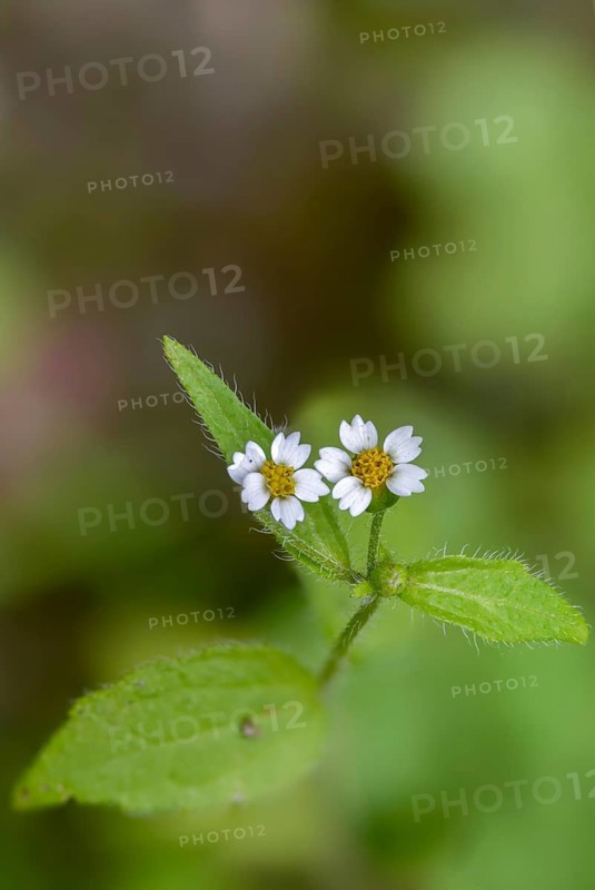 Asteraceae, hairy button herb, French herb, galinsoga ciliata, galinsoga quadriradiata, button herb, daisy, Peruvian daisy, shaggy French herb, flora, hairy galinsoga, high size, portrait, plants, shaggy soldier
