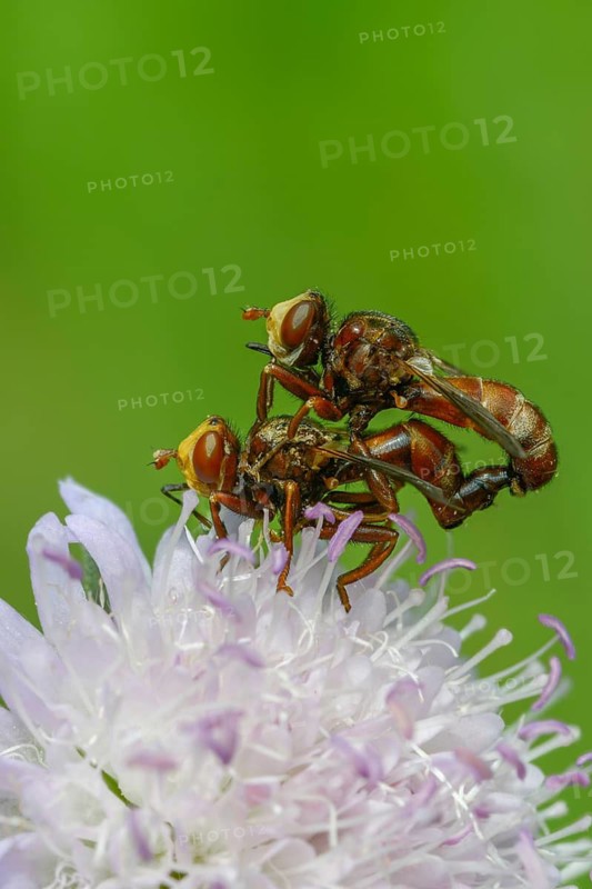 Broad-fronted bladderhead fly, common broad-fronted bladderhead fly, rust-coloured thick-headed fly, sicus ferrugineus, high size, vertical format, insects, insects