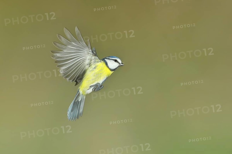 Blue Tit (Parus caeruleus) in flight, aerial photograph, high-speed aerial photograph, Wilnsdorf, North Rhine-Westphalia, Germany