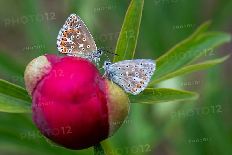 Adonis blue, sky blue blue, Lysandra bellargus, polyommatus bellargus, blue, butterfly, insects, butterfly, butterflies, butterflies