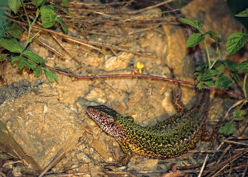 Green lizard, Lacerta viridis, emerald lizard, critters, lizards, lizards, lizards, reptiles, female