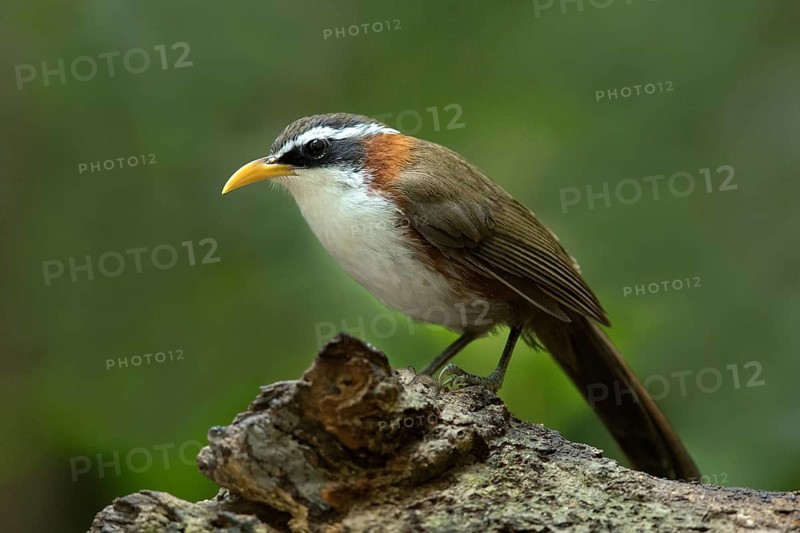 White-browed Scimitar Babbler (Pomatorhinus schisticeps), Bidoup National Park, Vietnam