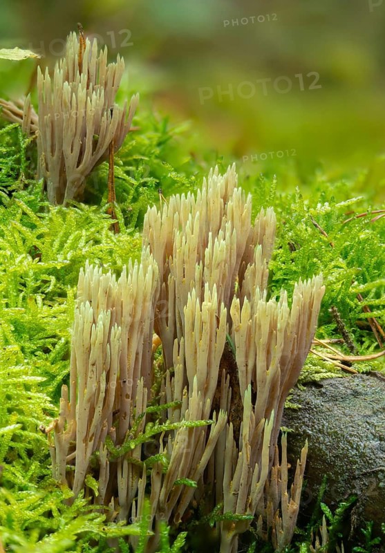 Clavaria apiculata, clavaria densissima, clavariella apiculata, green-tipped coral fungus, green-tipped coral, coral, ramaria apiculata, pointed coral, turquoise-pointed coral, fungi, fungus, high size, vertical format, mushrooms