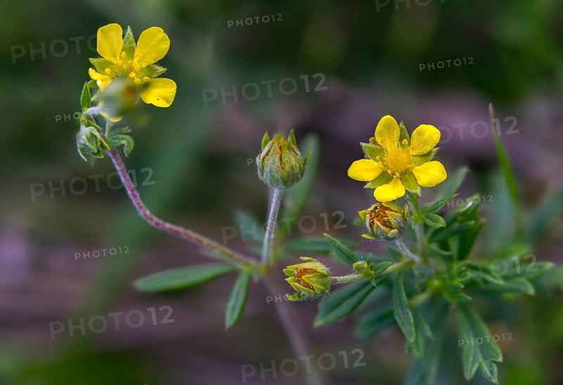 Potentilla argentea, rosaceae, rose family, silver cinquefoil, flora, plants, plants