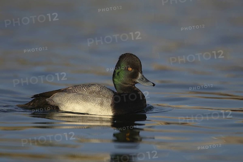 Lesser Scaup (Aythya affinis) male, Arizona, USA