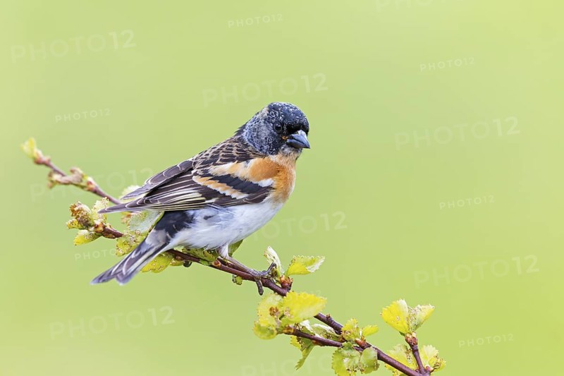 Mountain finch, Northern finch, finch family, (Fringilla montifringilla), animals, birds, songbirds, Varanger Bird Park, Finnmark, Norway