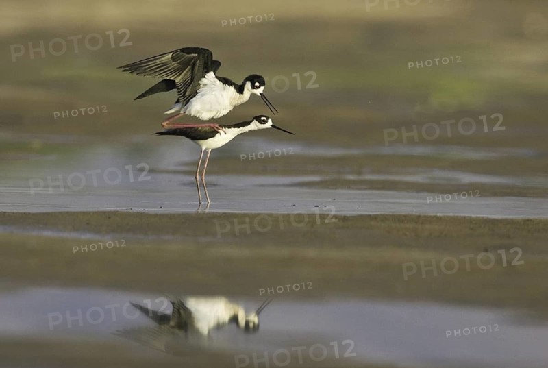 Black-necked Stilt (Himantopus mexicanus), Arizona, USA