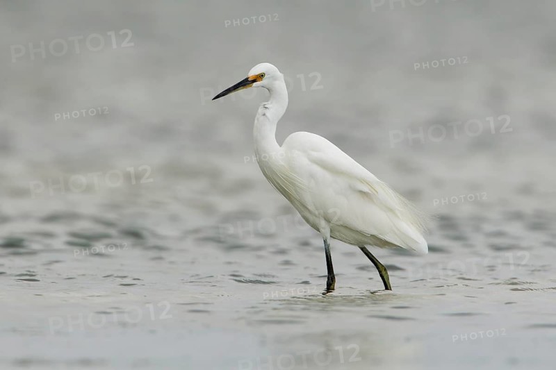 Little Egret (Egretta garzetta) foraging, Victoria, Australia