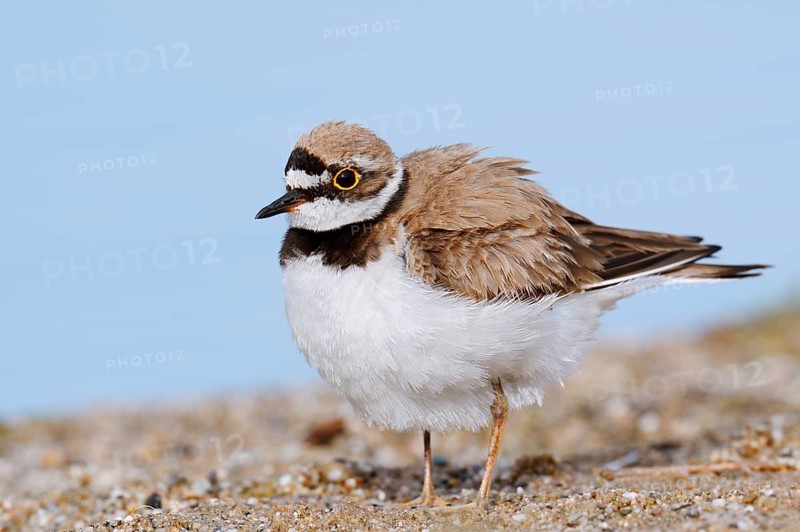 A little ringed plover (Charadrius dubius, Thinornis dubius) preening its plumage, North Rhine-Westphalia, Germany