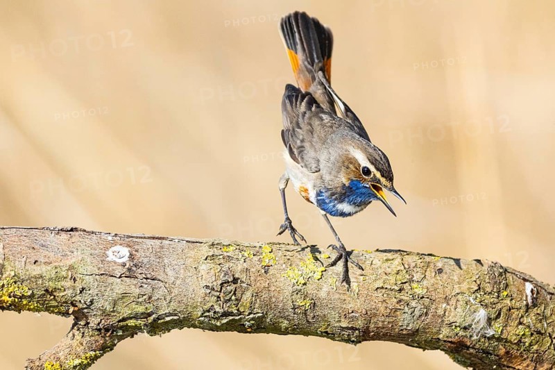 Bluethroat (Luscinia svecica cyanecula) ml Germany