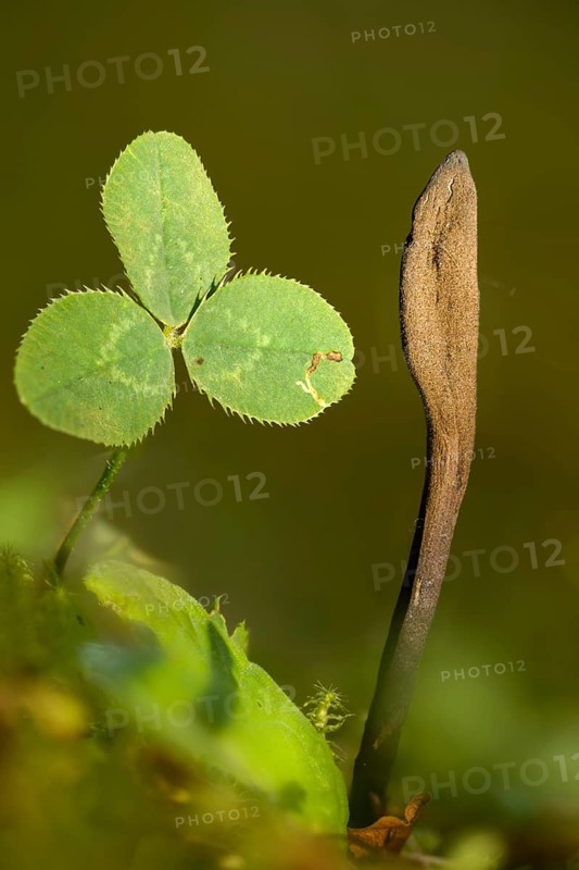 Hairy earth tongue, earth tongue, common earth tongue, rough haired earth tongue, trichoglossum hirsutum, black earth tongue, fungi, fungus, hairy earthtongue, high size, portrait format, mushrooms, shaggy earth tongue, velvety earth tongue