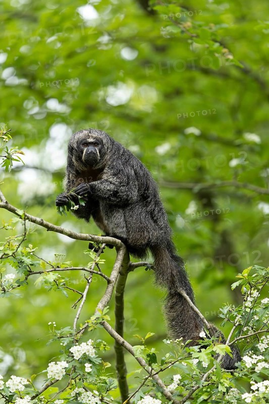 A monkey sitting on a branch in a blooming forest, adult Saki monkey from Isabel's monk, Pithecia Isabela, sitting on a tree, captive, Apenheul, Netherlands