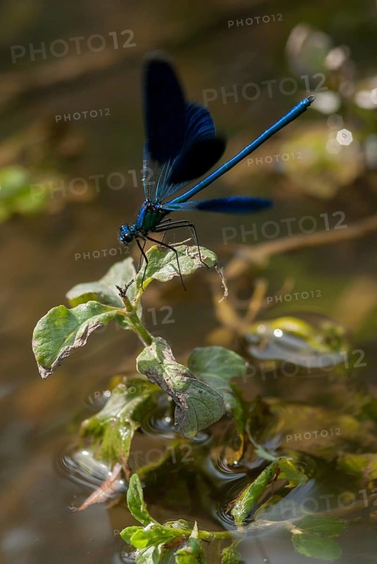 Banded demoiselle, calopteryx splendens, banded dragonfly, Bulgaria, damselflies, dragonflies, high size, portrait format, insects, leo, dragonflies, male, odonata, zygoptera