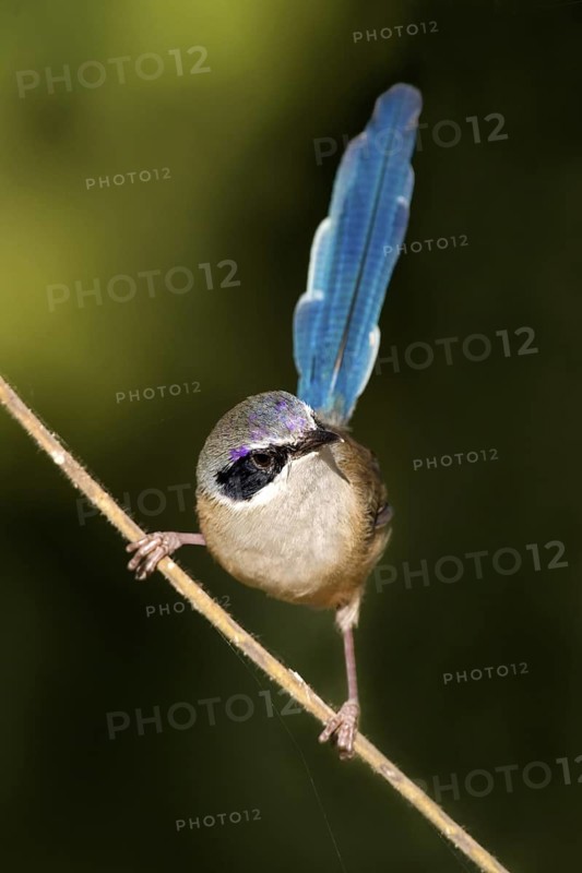 Purple-crowned Fairywren (Malurus coronatus) male, Western Australia, Australia