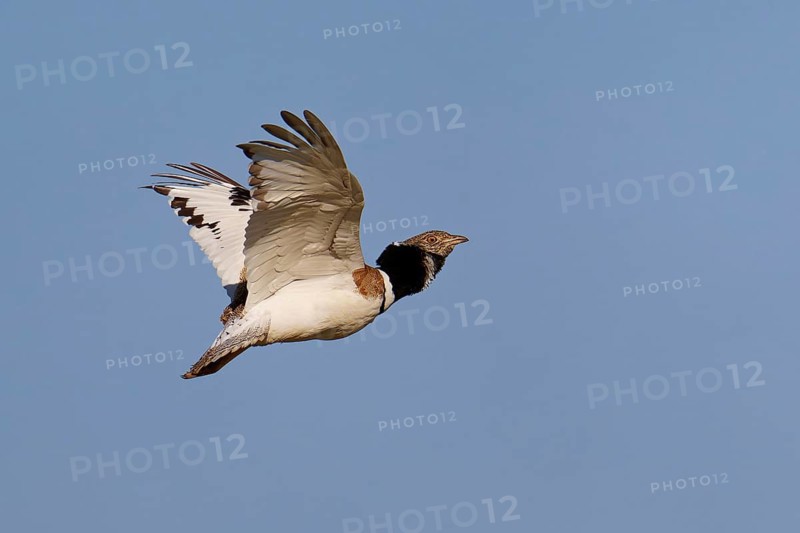 Little Bustard (Tetrax tetrax) in flight, Aragon, Spain