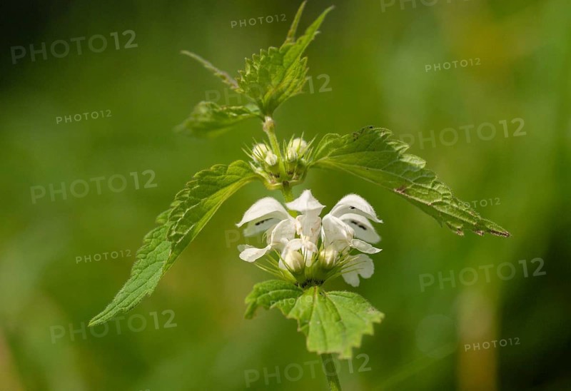 Lamiaceae, Lamium album, mint, white deaf nettle, flora, plants, plants, deaf nettle, white dead nettle, white nettle