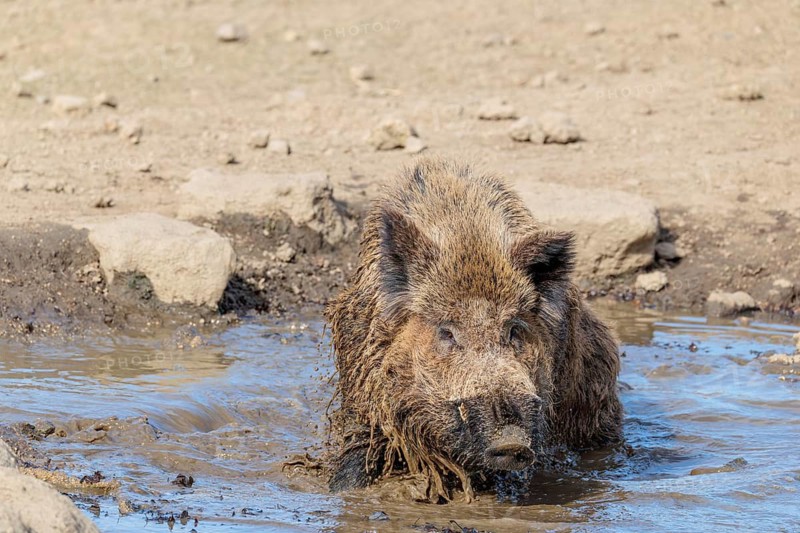 An adult male wild boar (Sus scrofa) takes a mud bath in a small pond on a sunny day. Bavaria, Germany