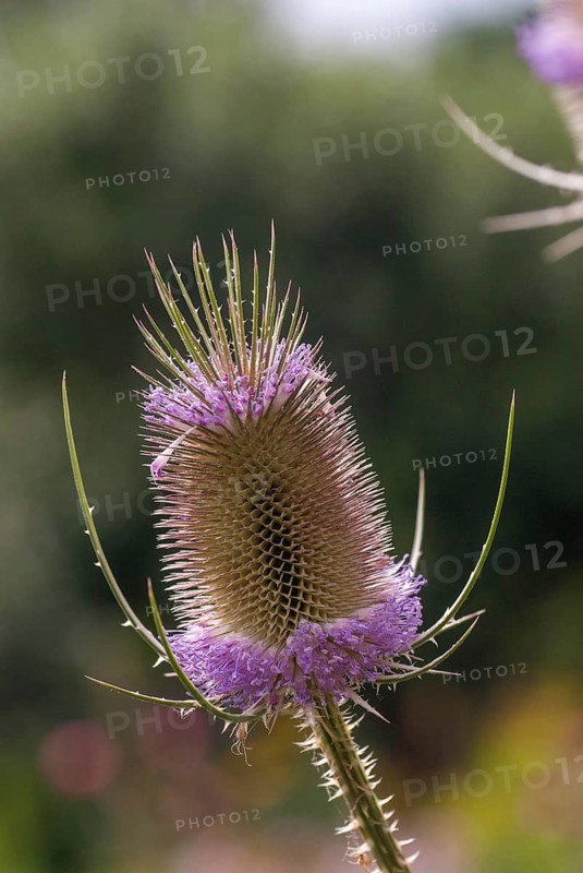 Dipsacaceae, Dipsacus Fullonum, Dipsacus Fullonus, Dipsacus Sylvestris, Card, Wild Card, Flora, Fuller's Teasel, High Size, Portrait Format, Plants, Wild Teasel