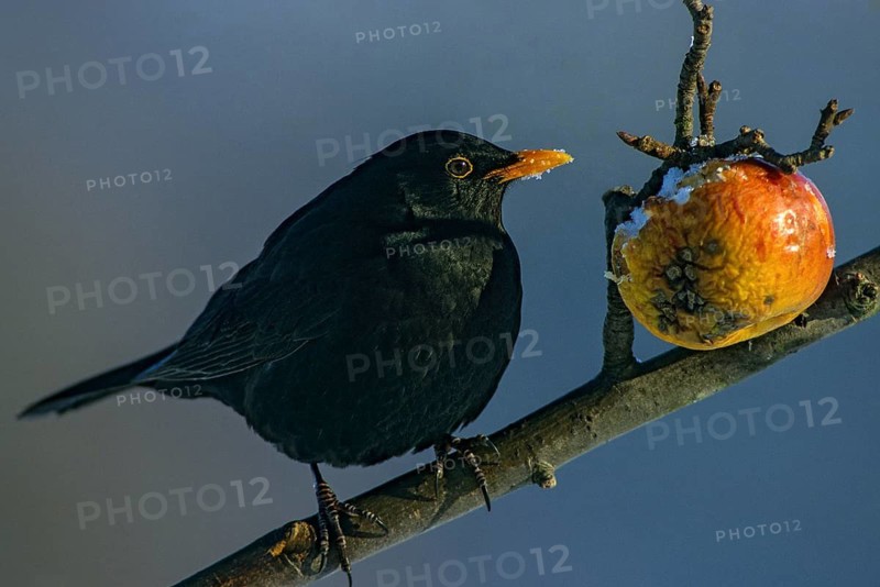 Blackbird, Turdus Merula, Apple, Birds, Garden, Leo, Male, Passeri, Songbirds, Thrush, Birds, Winter, Apples