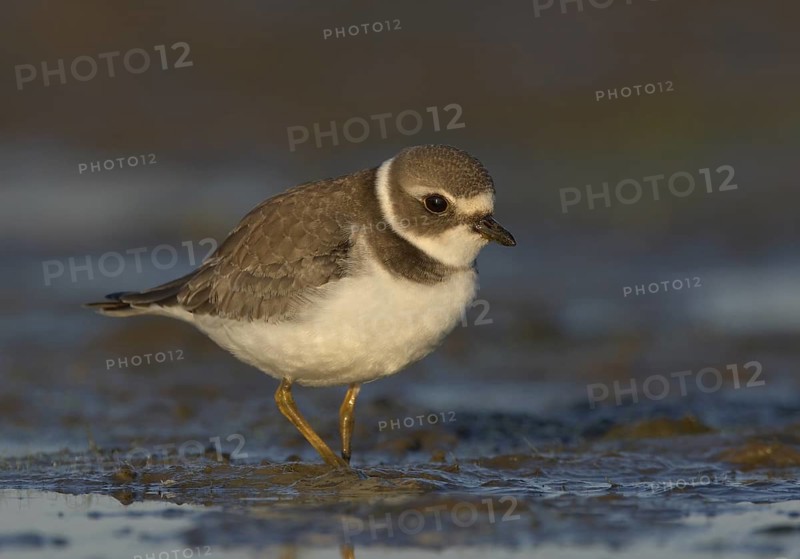 Semipalmated Plover (Charadrius semipalmatus) juvenile, Ohio, USA