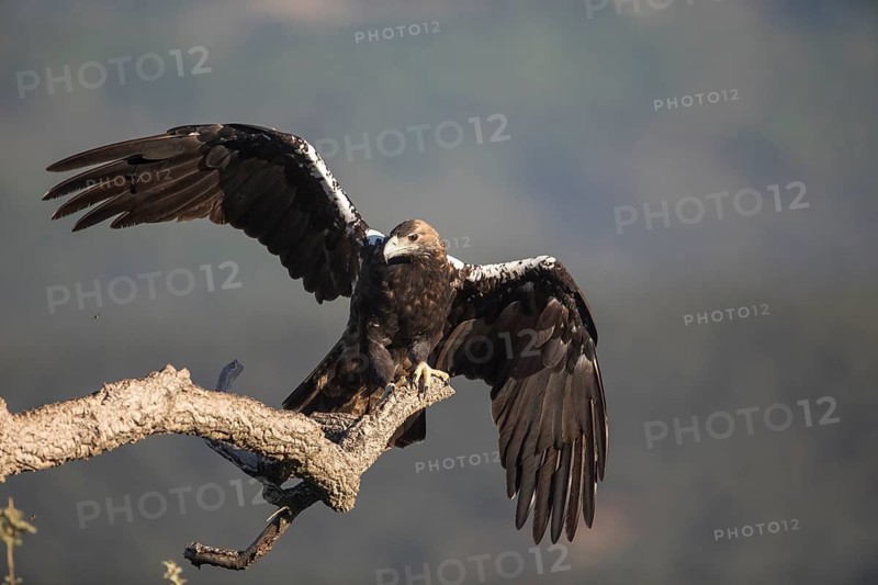 Iberian Eagle (Aquila adalberti), Spanish imperial eagle, Extremadura, Castilla La Mancha, Spain