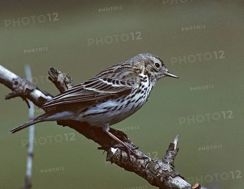 Anthus Pratensis, Meadow Pipit, Meadow Pieper, Birds, Leo, Passeri, Songbirds, Birds