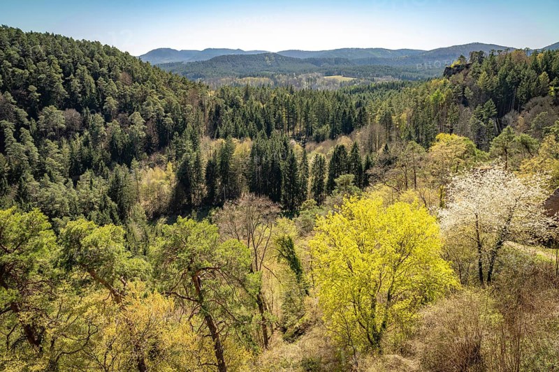 The Palatinate Forest near Dahn, Rhineland-Palatinate, Germany