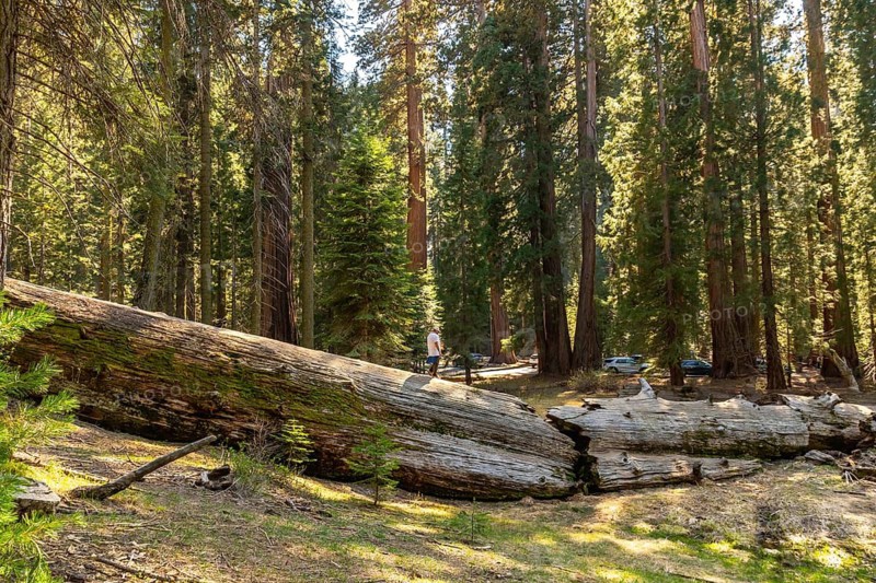 Person walking past a massive fallen redwood tree in a sunlit forest, exploring the natural beauty and immense scale of the giant trees in a national park