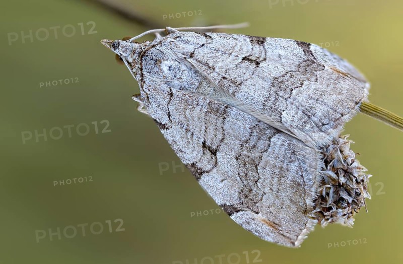 Aplocera plagiata, Brandenburg, defoliating moth, Germany, large St. John's wort tensioner, Nabu, Nabu project, national natural heritage, natural paradise Grünhaus, St. John's word inchworm, post-mining landscape, green house, insects, moths, moths, moths, butterflies, treble bar