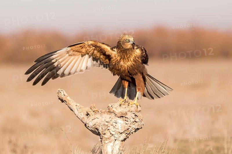Western Marsh Harrier (Circus aeruginosus) male approaching a stump, Castile-La Mancha, Spain