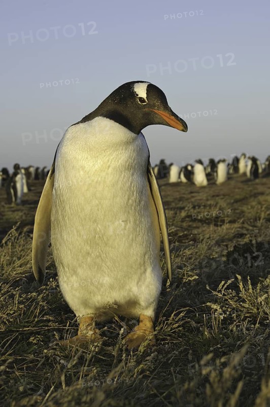 Gentoo Penguin (Pygoscelis papua), Falkland Islands
