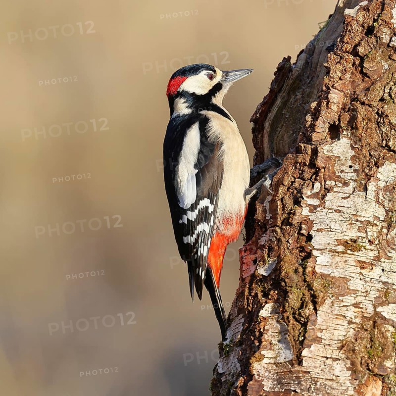 Great spotted woodpecker (Dendrocopus major), male, foraging on the trunk of a common birch (Betula pendula), wildlife, woodpeckers, nature photography, autumn, Wilnsdorf, North Rhine-Westphalia, Germany