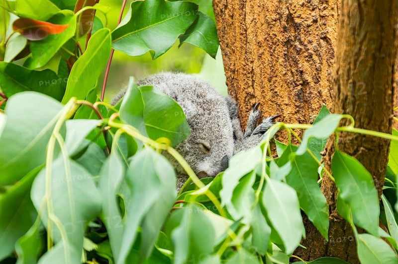 Koala (Phascolarctos cinereus) sitting on a tree, captive, distribution South Australia, Australia, Oceania