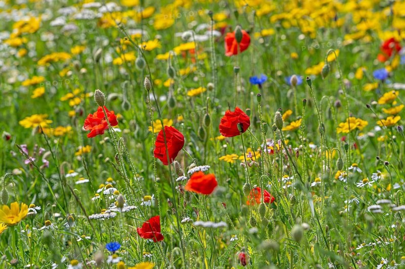Mixture of colourful wildflowers, red poppies, cornflowers and camomile flowers blooming in meadow in spring, summer
