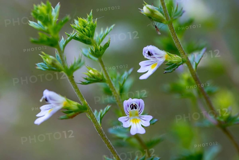 Eye rust, brown root family, euphrasia spec., scrophulariaceae, flora, plants, plants
