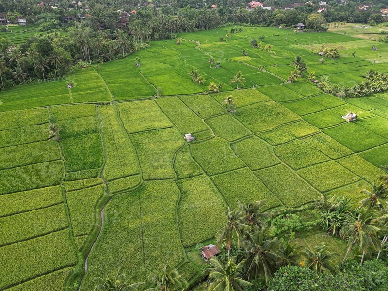 Default, green, ordered rice paddies in a tropical environment, viewed from the air, with lush vegetation, aerial view of rice terraces near Ubud, Bali, Indonesia, Southeast Asia