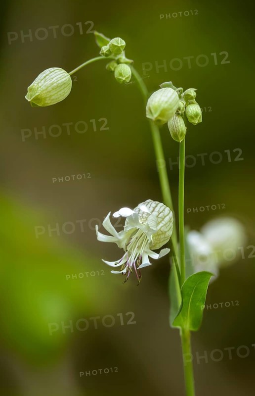 Inflated bladder campion, bladder campion, Caryophyllaceae, common bladder campion, clapper-pink, knirrkohl, bladder campion, Carnation family, Silene vulgaris, pigeon's-gizzard campion, bladder campion (, flora, high resolution, portrait orientation, maiden's tears, plants