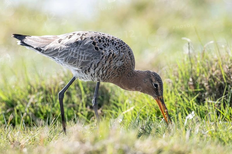 Black-tailed godwit (Limosa limosa), Lower Saxony, Germany