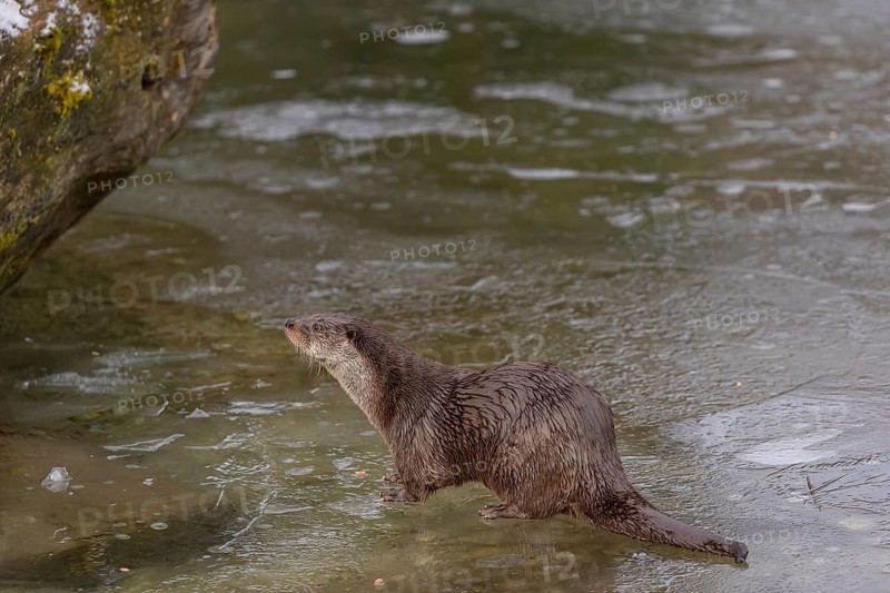 One Eurasian otter (Lutra lutra), walking on the ice of a frozen river