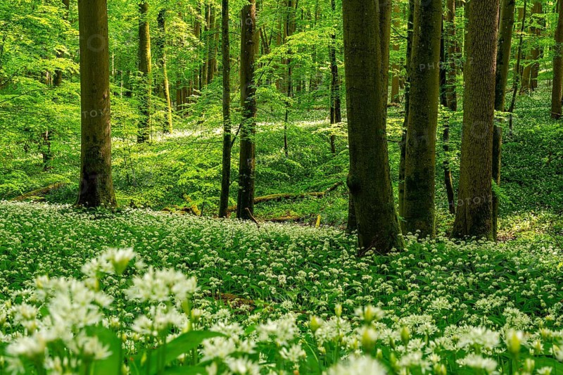 A picturesque primeval forest with majestic European beech trees (Fagus sylvatica) and green foliage bathed in atmospheric light, the forest floor is completely covered with white-flowering wild garlic (Allium ursinum), spring, Hainich National Park, Thuringia, Germany