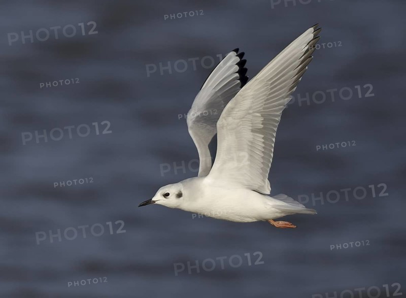 Bonaparte's Gull (Chroicocephalus philadelphia) flying, Ohio, USA