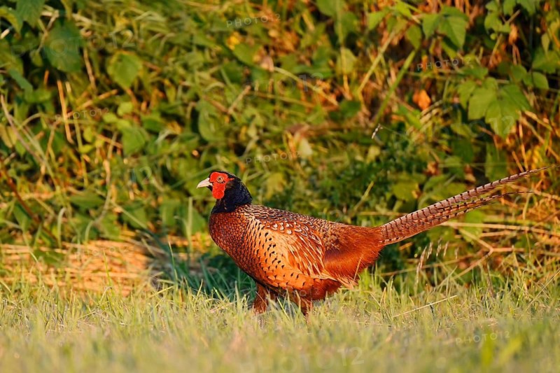 Hunting pheasant (Phasianus colchicus), cock in a meadow, North Rhine-Westphalia, Germany