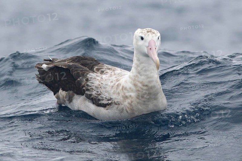 Wandering Albatross (Diomedea exulans), Victoria, Australia