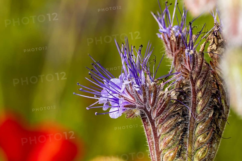 Close-up of purple flowers against a blurred background in shades of green and red: the flower of the tansy phacelia near Herleshausen in Germany (Phacelia tanacetifolia)