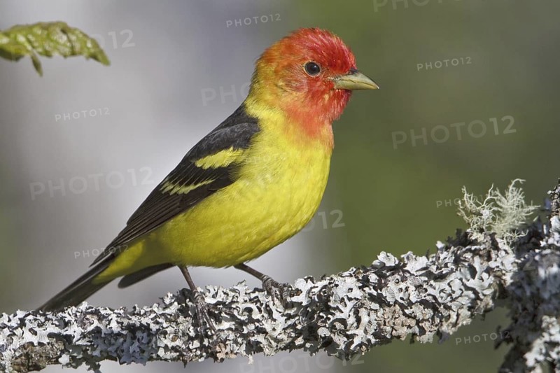 Western Tanager (Piranga ludoviciana) male, British Columbia, Canada