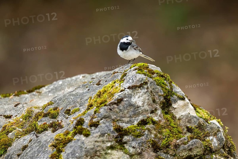 White wagtail (Motacilla alba) sitting on a rock, Bavaria, Germany