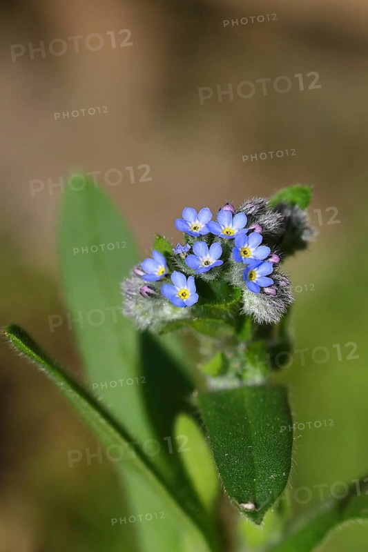 Field forget-me-not, field forget-me-not (Myosotis arvensis), tiny flowers, on a wild field, Wilnsdorf, North Rhine-Westphalia, Germany